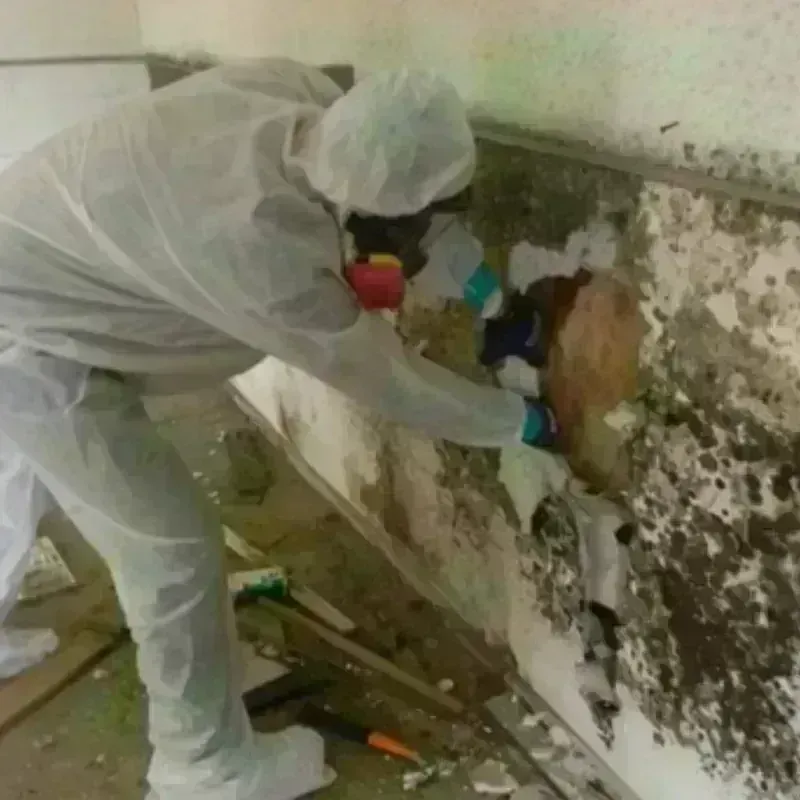 Mold Remediation and Removal in Lakeland, TN